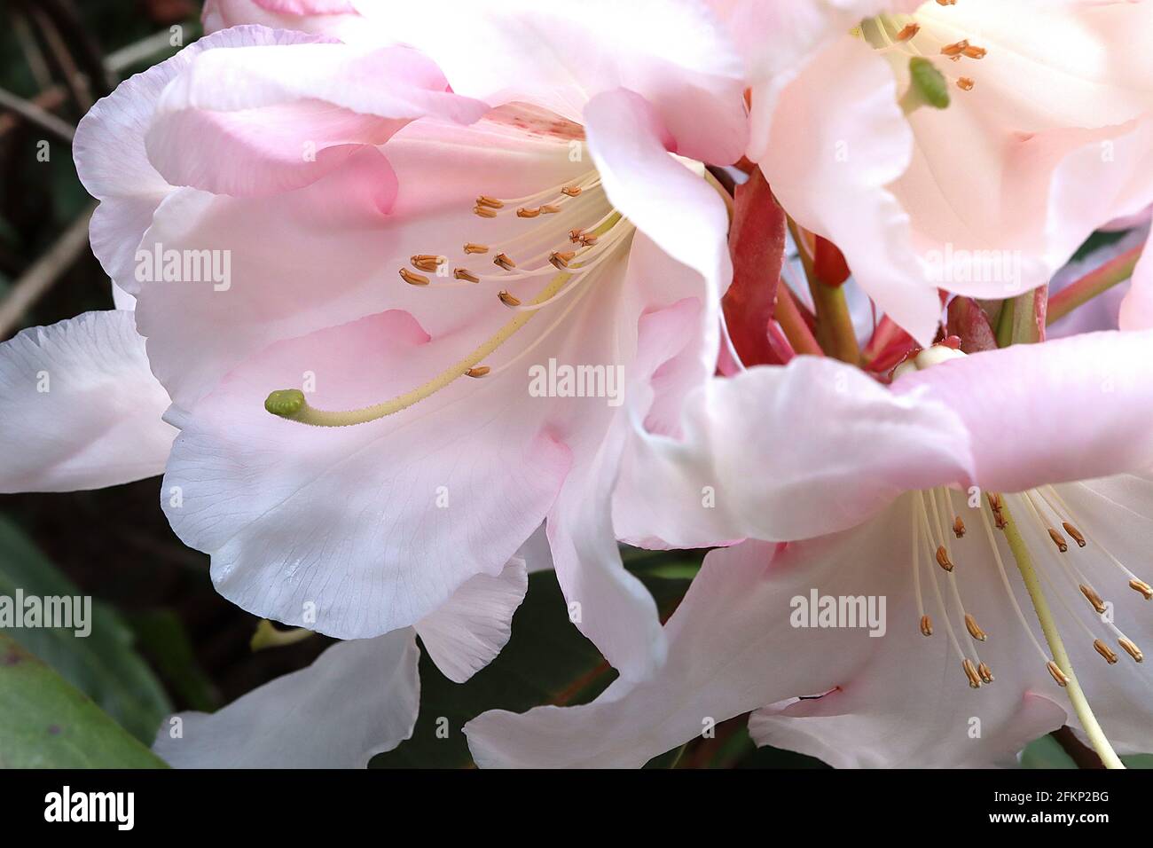 Rhododendron auriculatum grandes fleurs blanches en forme d'entonnoir, longues feuilles oblongues vert foncé, Mai, Angleterre, Royaume-Uni Banque D'Images