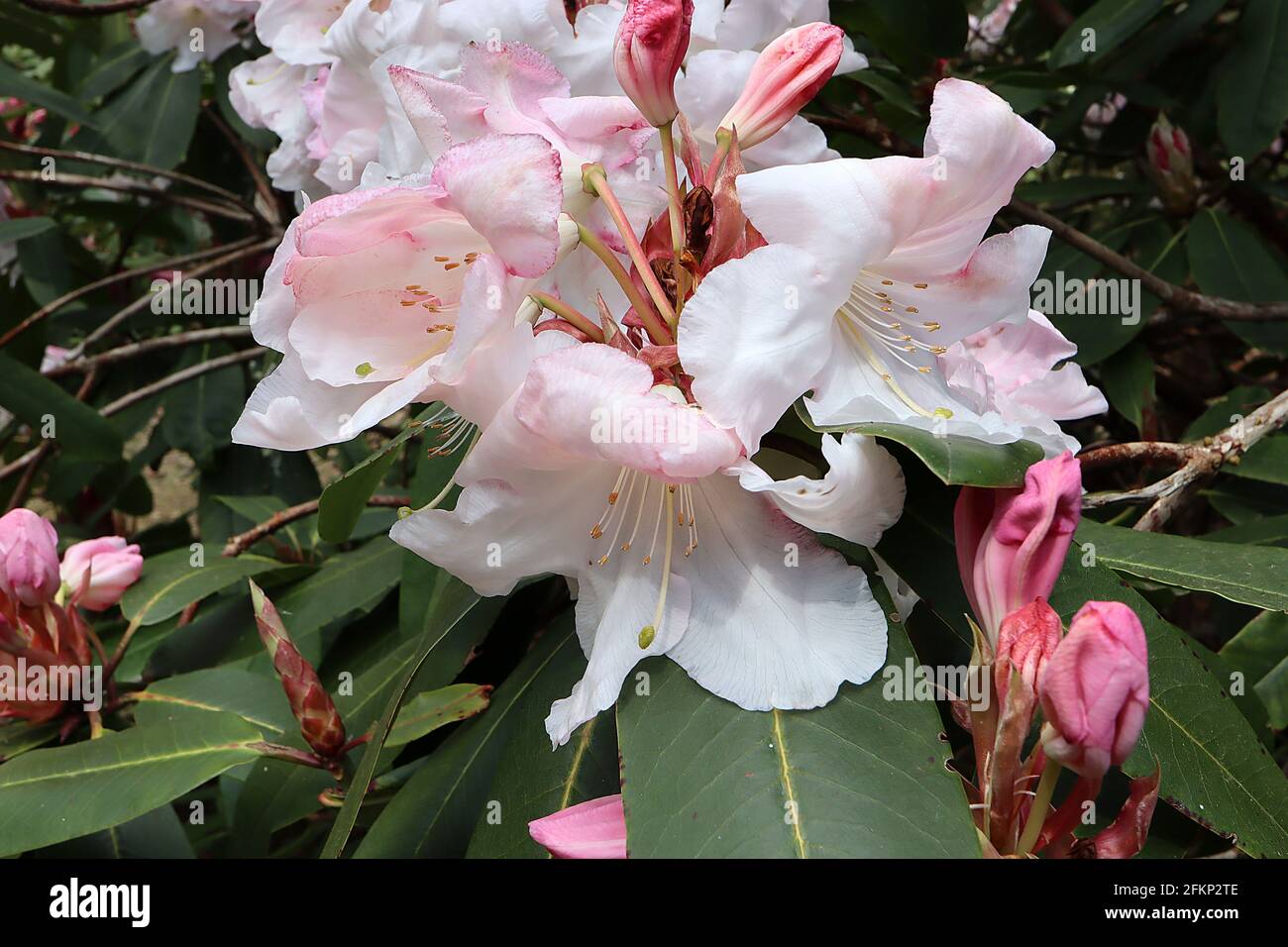 Rhododendron yakushimanum ‘Morning Cloud’ fleurs blanches en forme d’entonnoir feuilles oblongues roses teintées, vert foncé, mai, Angleterre, Royaume-Uni Banque D'Images