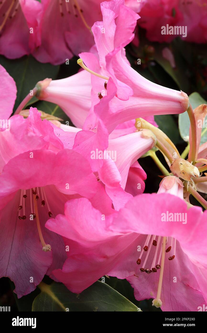 Rhododendron yakushimanum ‘Morning Cloud’ fleurs blanches en forme d’entonnoir feuilles oblongues roses teintées, vert foncé, mai, Angleterre, Royaume-Uni Banque D'Images