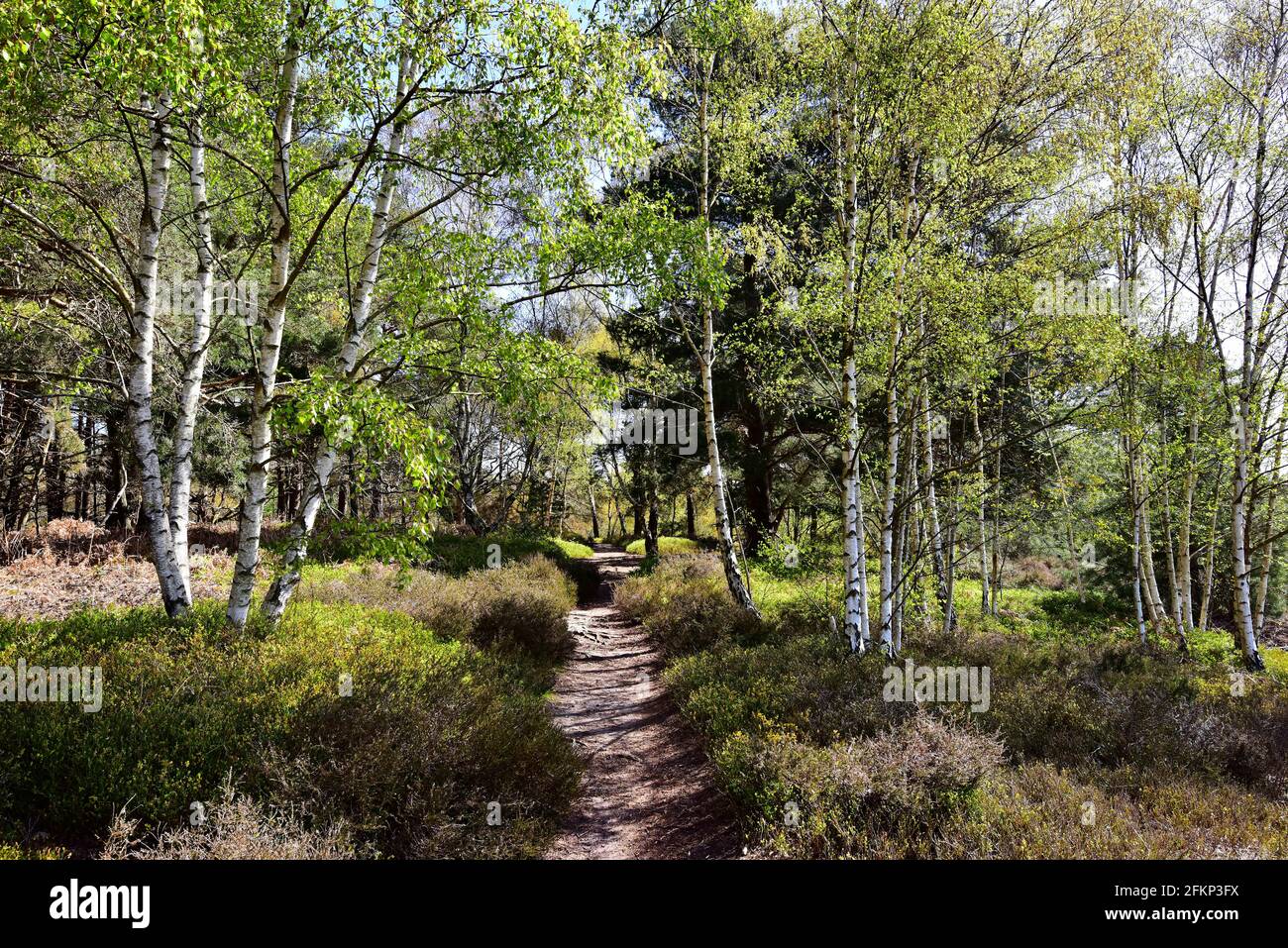 Hesworth Common, Fittleworth, West Sussex Banque D'Images