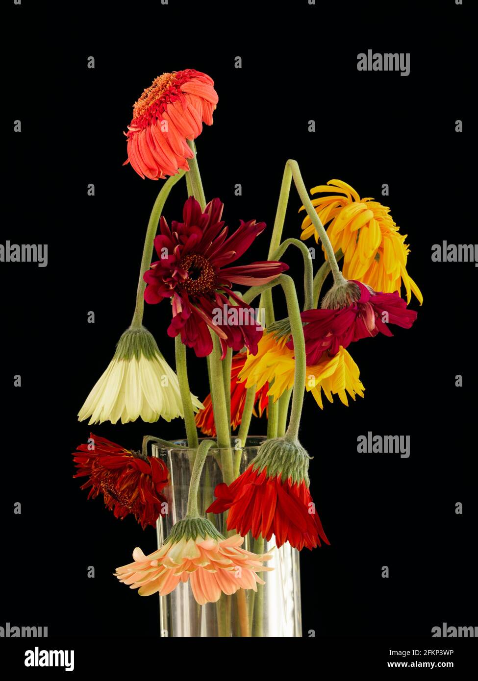 Un arrangement foral de Gerbera qui ont fané. Arrangement floral multicolore de Gerbera (Asteraceae) qui est originaire des régions tropicales Banque D'Images