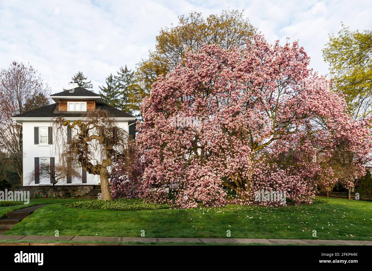 Canada, Ontario, Queenston, Magnolia en fleurs lors d'une journée ensoleillée de printemps. Banque D'Images