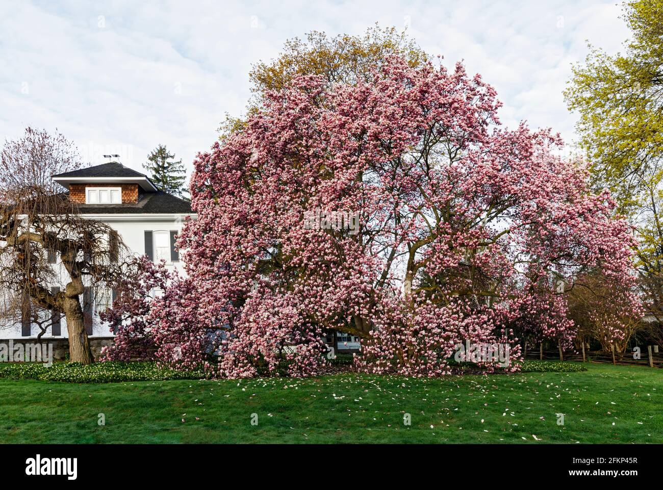 Canada, Ontario, Queenston, Magnolia en fleurs lors d'une journée ensoleillée de printemps. Banque D'Images