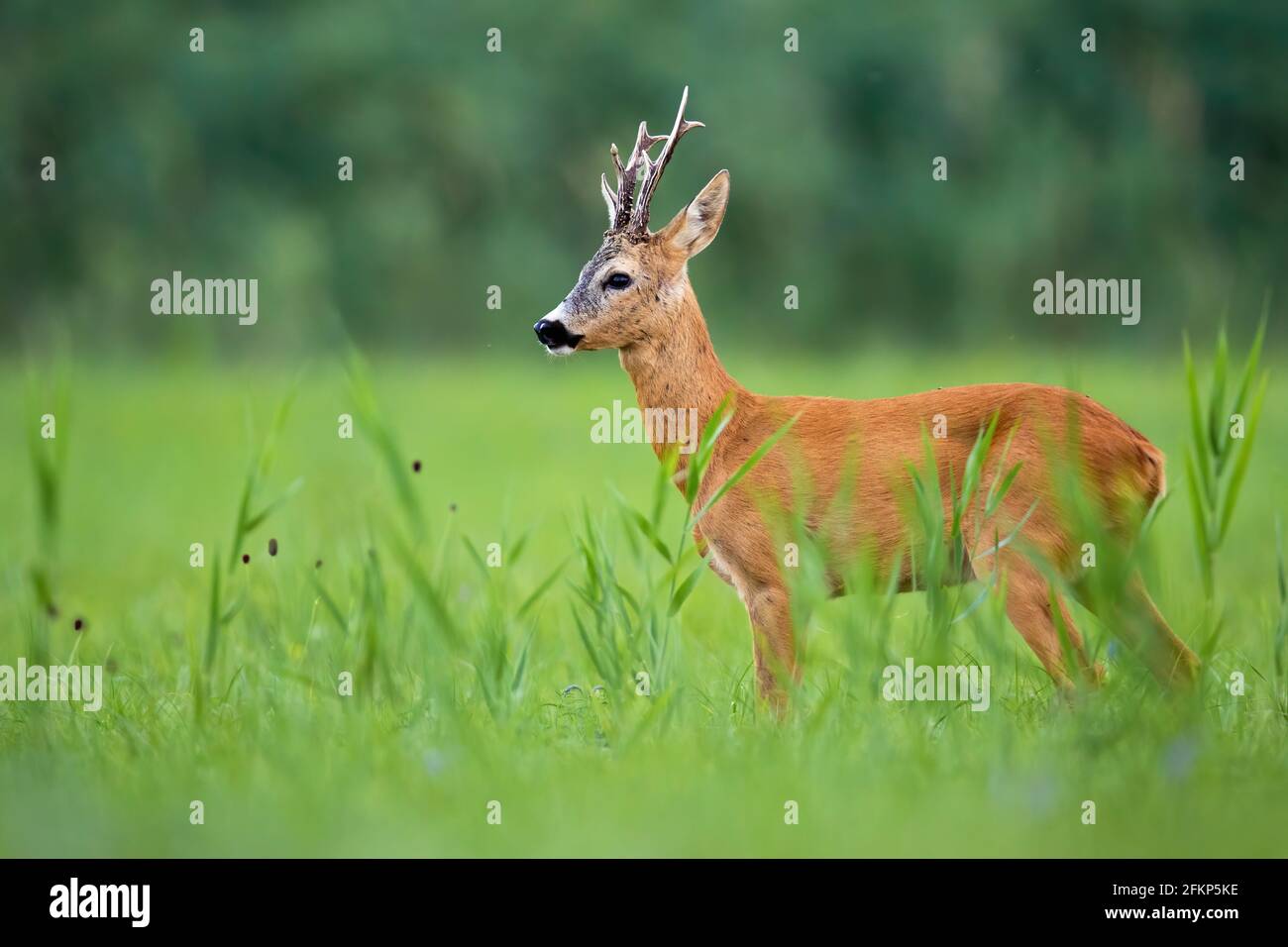 Buck de cerf de Virginie debout sur une prairie verte en été nature Banque D'Images