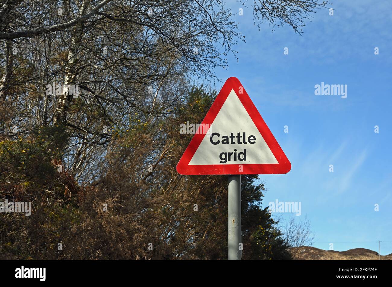 Affiche de grille de bétail, texte noir sur fond blanc dans un triangle rouge. Panneau routier avec arrière-plan d'arbres et ciel bleu. Prise en Écosse, Royaume-Uni. Banque D'Images