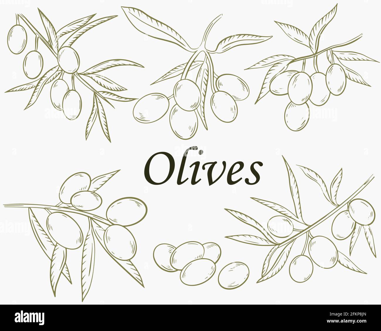 Ensemble de branches avec olives, esquisse. Vecteur. Dessin à la main. Illustration de Vecteur