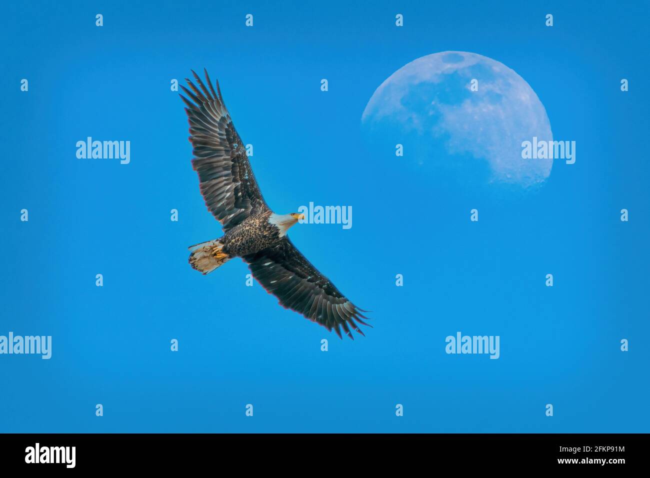 Une lune de printemps tôt se trouve derrière un aigle américain de Bald sur un petit lac privé dans le centre du comté de Door, Wi. Banque D'Images