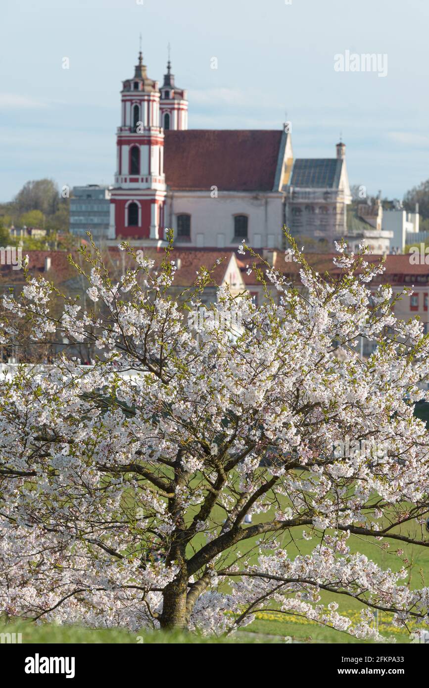 Vilnius, Lituanie 05-01-2021 magnifique, incroyable, coloré sakura floraison à Vilnius. Banque D'Images