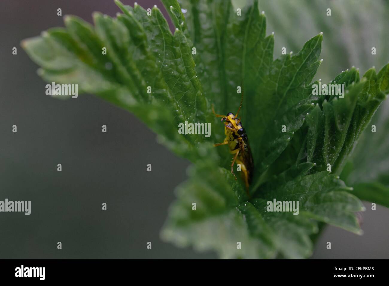 Protection jaune sur la lame d'herbe. Arrière-plan noir. Gros plan macro extrême. Gros insecte jaune, un, gros plan Banque D'Images