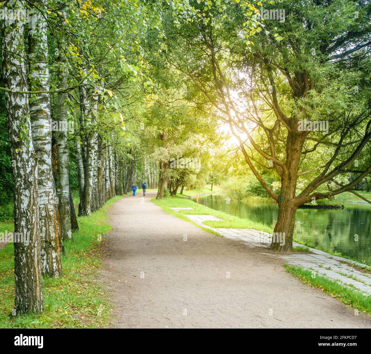 Allée bordée de bouleau dans un parc à Moscou, en Russie, au début de l'automne Banque D'Images