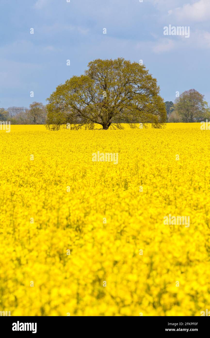 Champ de colza jaune vif dans le Hampshire, en Angleterre Banque D'Images