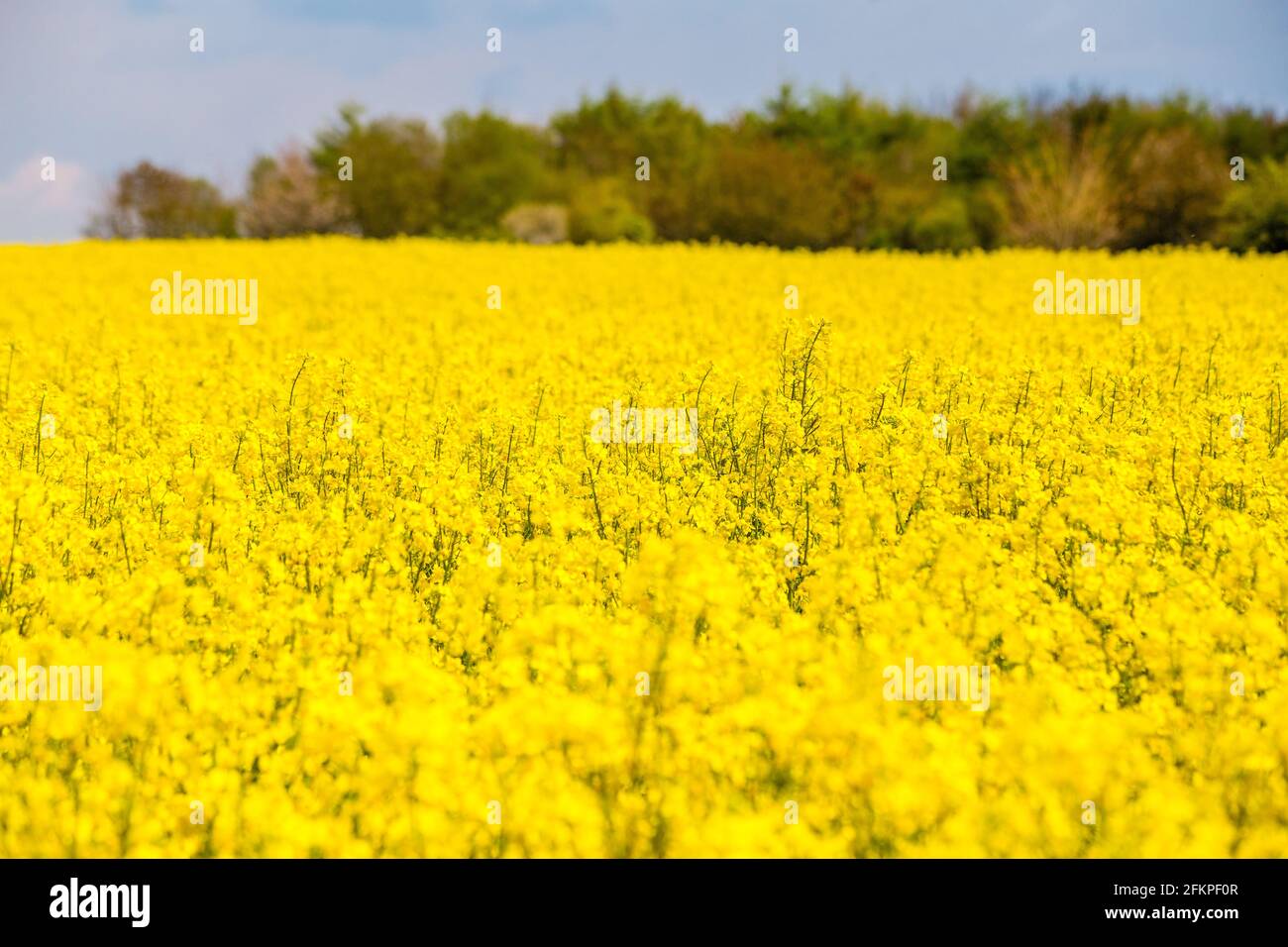 Champ de colza jaune vif dans le Hampshire, en Angleterre Banque D'Images Champ de colza jaune vif dans le Hampshire, en Angleterre Banque D'Images
