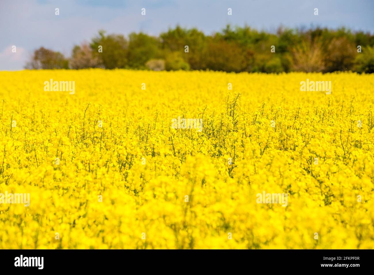 Champ de colza jaune vif dans le Hampshire, en Angleterre Banque D'Images