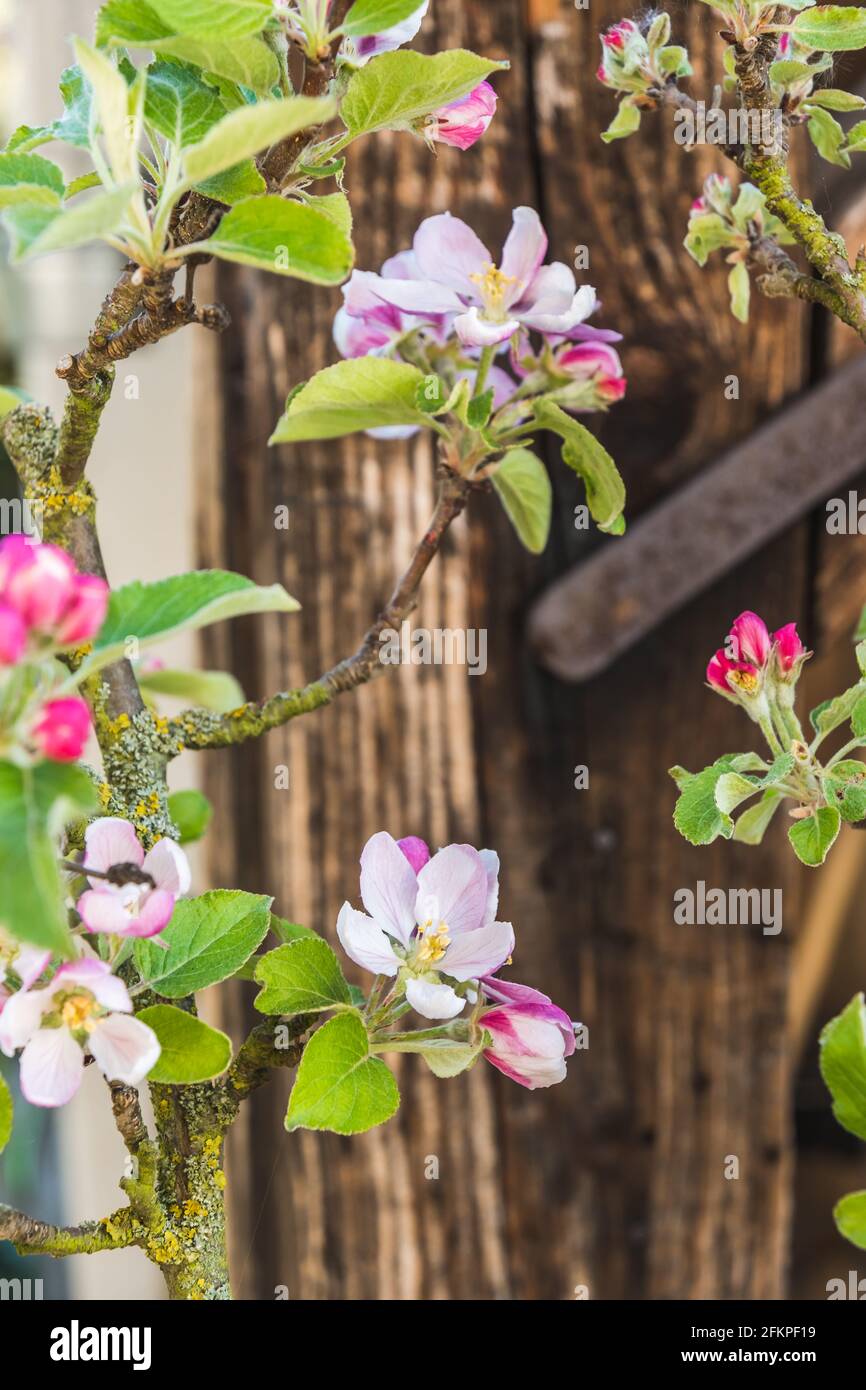 La pomme fleurit au printemps, en arrière-plan une vieille poutre en bois Banque D'Images