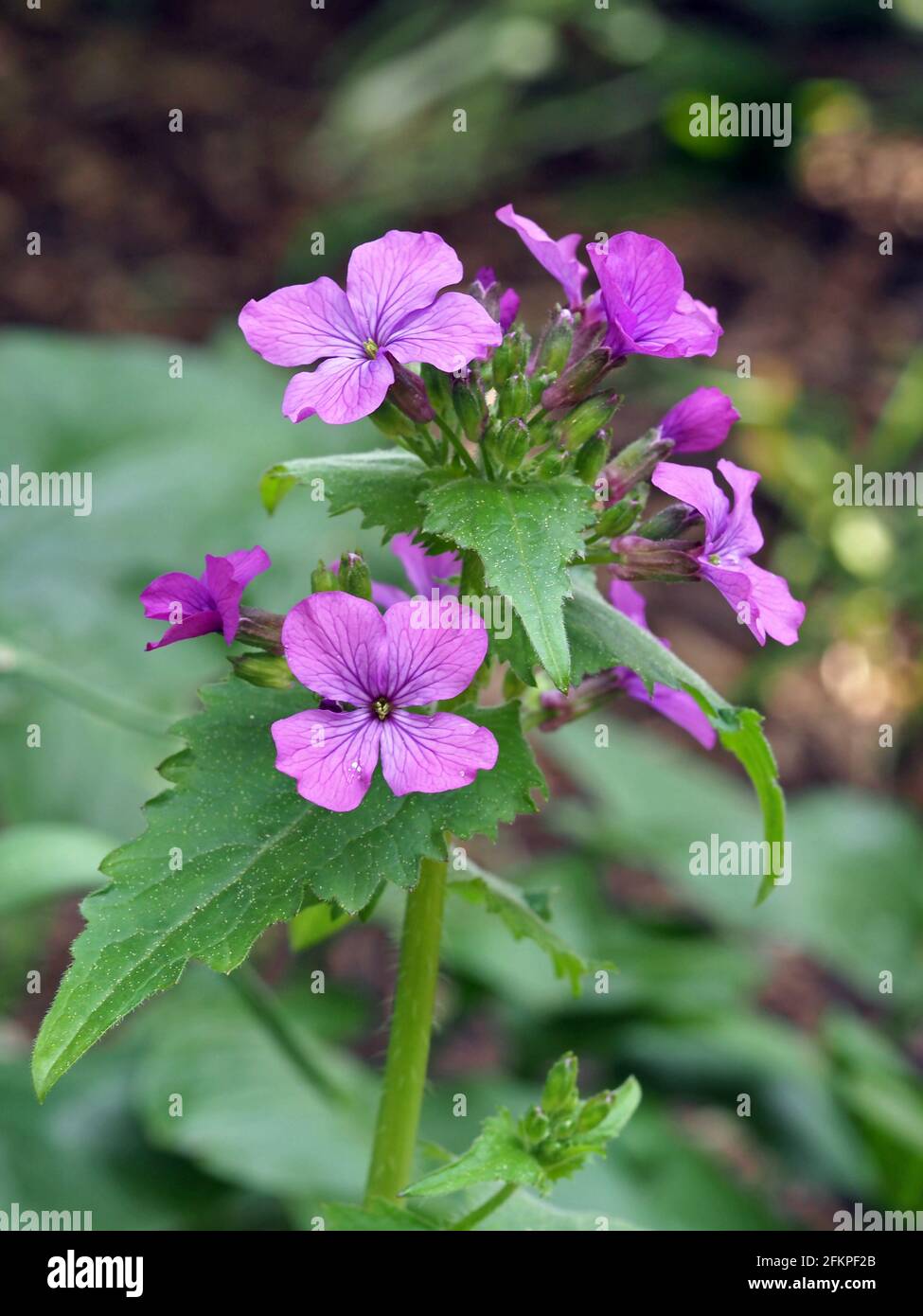 Jolies fleurs d'honnêteté annuelle, Lunaria annua Banque D'Images