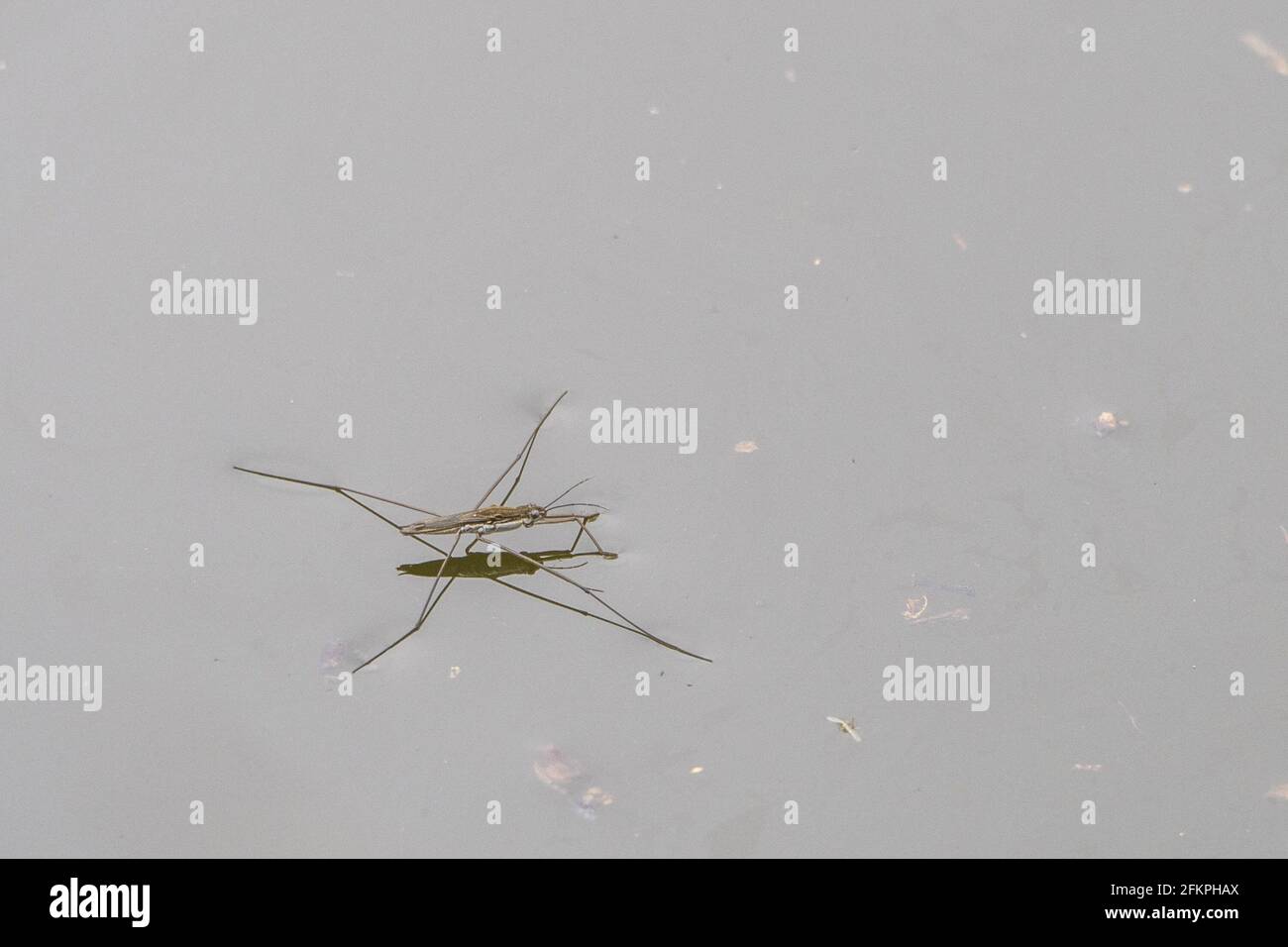 Gerridae Water bug étang patineurs jésus bug macro gros plan Banque D'Images