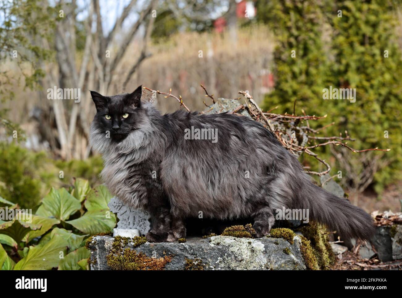 Un chat de forêt norvégien de fumée noire se tenant sur la pierre Banque D'Images
