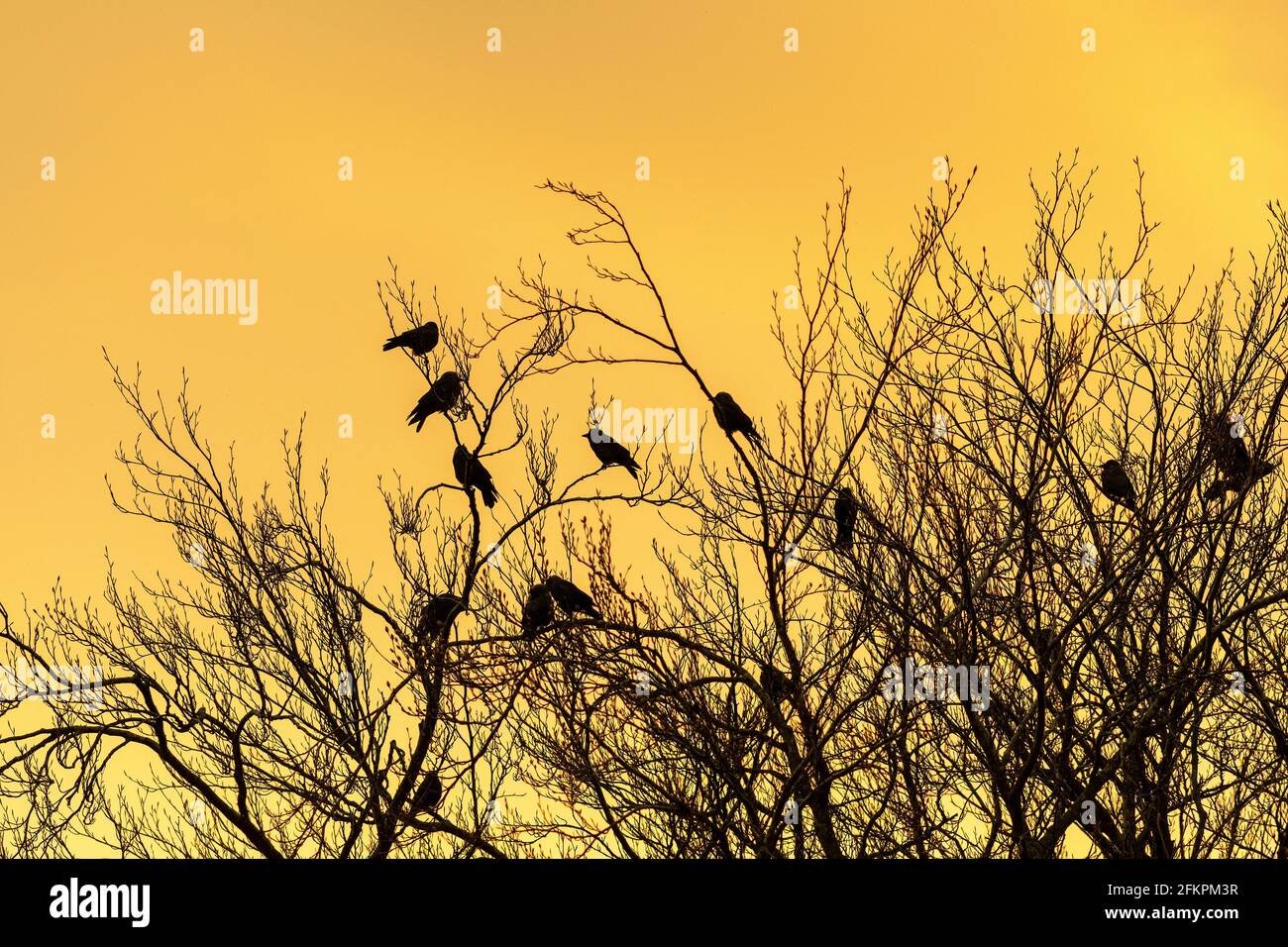 Jackdaws roosting dans les arbres contre un hivers coucher de soleil. North Yorkshire, Royaume-Uni. Banque D'Images