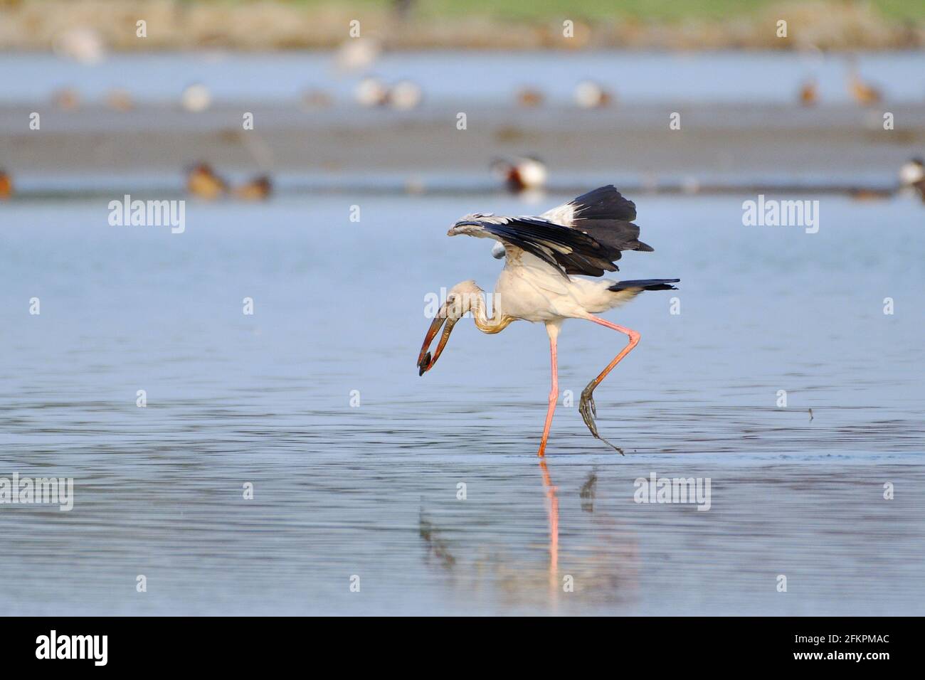 L'oiseau de porc Openbill asiatique capture l'huître dans les terres humides Banque D'Images L'oiseau de porc Openbill asiatique capture l'huître dans les terres humides Banque D'Images