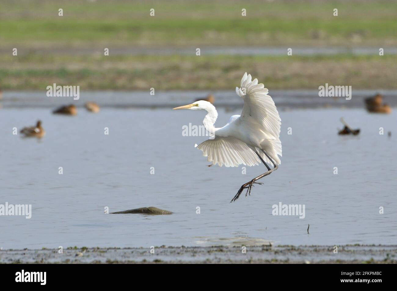 Great Egret Bird est Landing dans les terres humides Banque D'Images Great Egret Bird est Landing dans les terres humides Banque D'Images