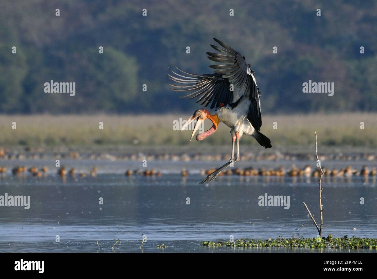 Le Grand Adjutant Stork Bird débarque dans les terres humides Banque D'Images Le Grand Adjutant Stork Bird débarque dans les terres humides Banque D'Images