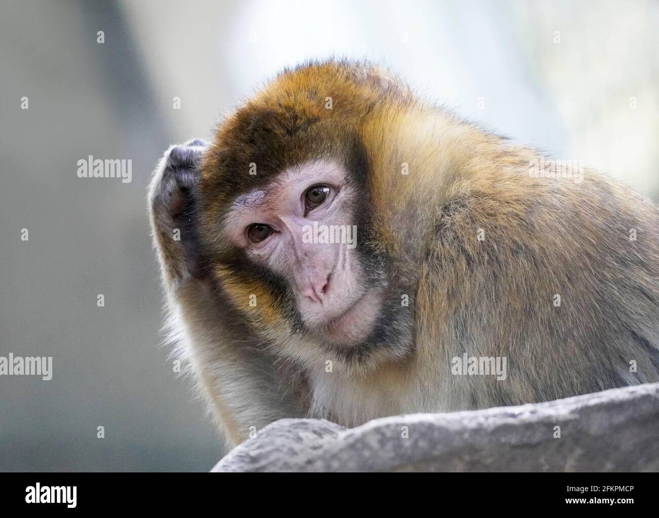 Gros plan sur le macaque de Barbarie. Portrait d'un singe en grattant la tête avec soin. Macaca sylvanus. Visage de singe. Banque D'Images