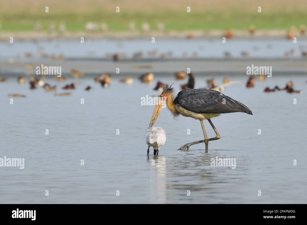 Le petit porc Adjutant et le petit oiseau ibis à tête noire se nourrissent Dans les zones humides Banque D'Images Le petit porc Adjutant et le petit oiseau ibis à tête noire se nourrissent Dans les zones humides Banque D'Images