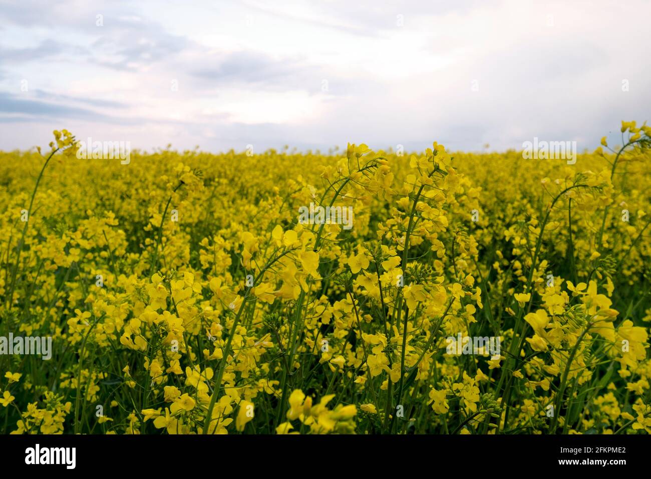 Un gros plan d'une féild de fleurs de colza dans l'Oxfordshire Banque D'Images