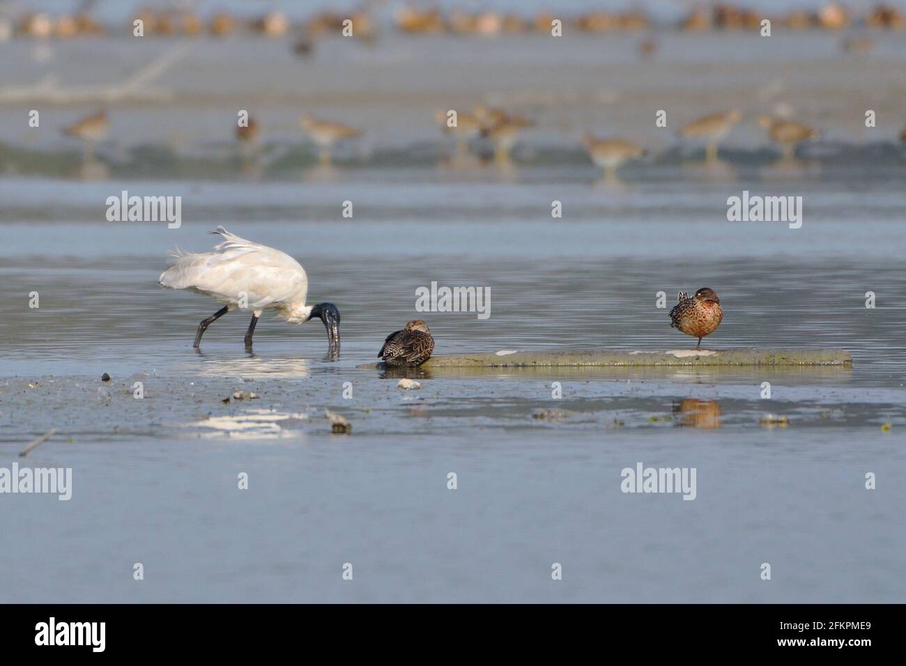 Deux espèces d'oiseaux différentes dans un cadre Banque D'Images Deux espèces d'oiseaux différentes dans un cadre Banque D'Images