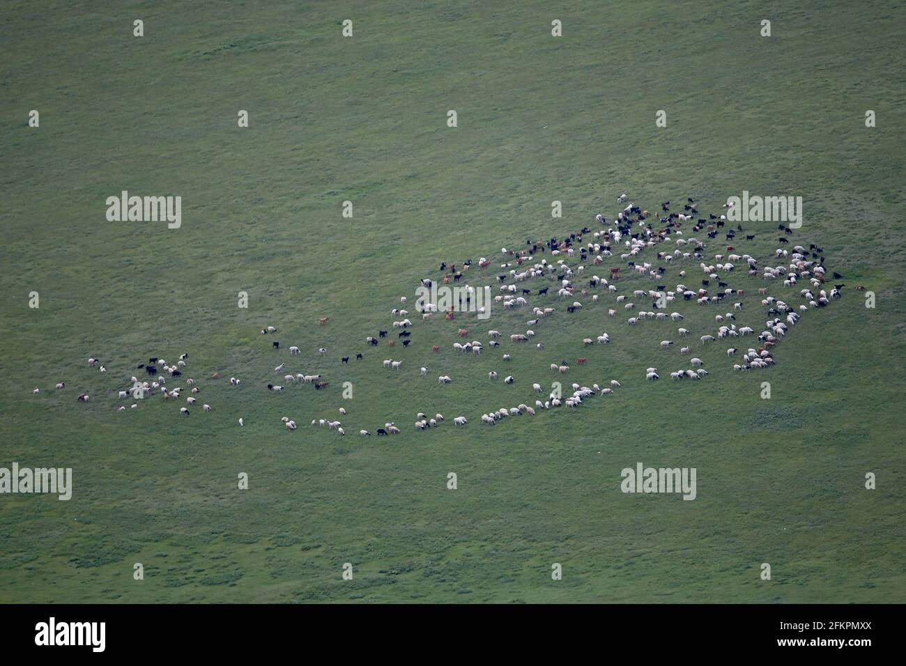 Un troupeau de moutons paître dans la steppe mongole Banque D'Images