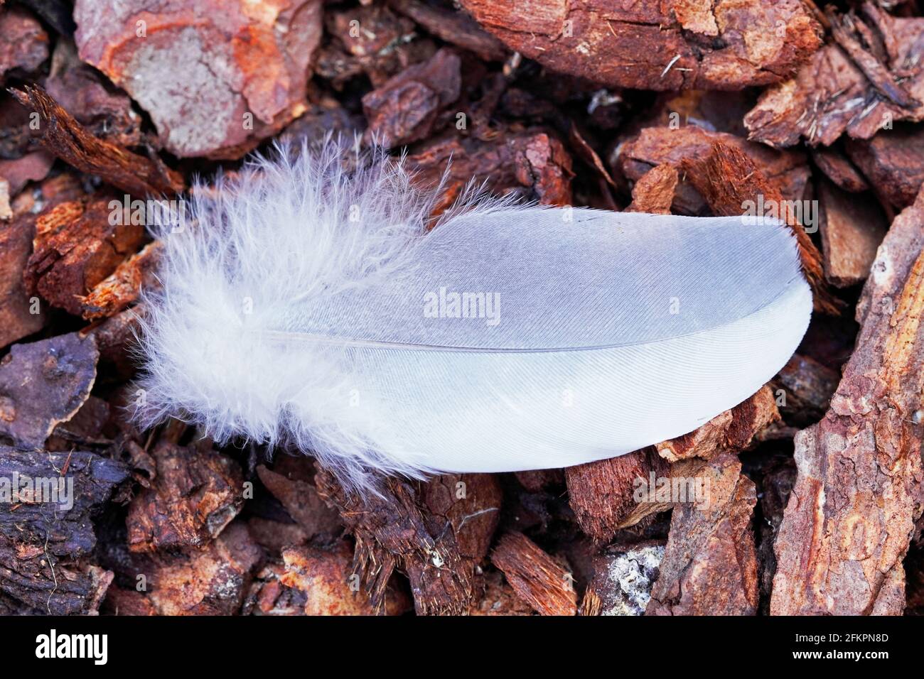 Plume d