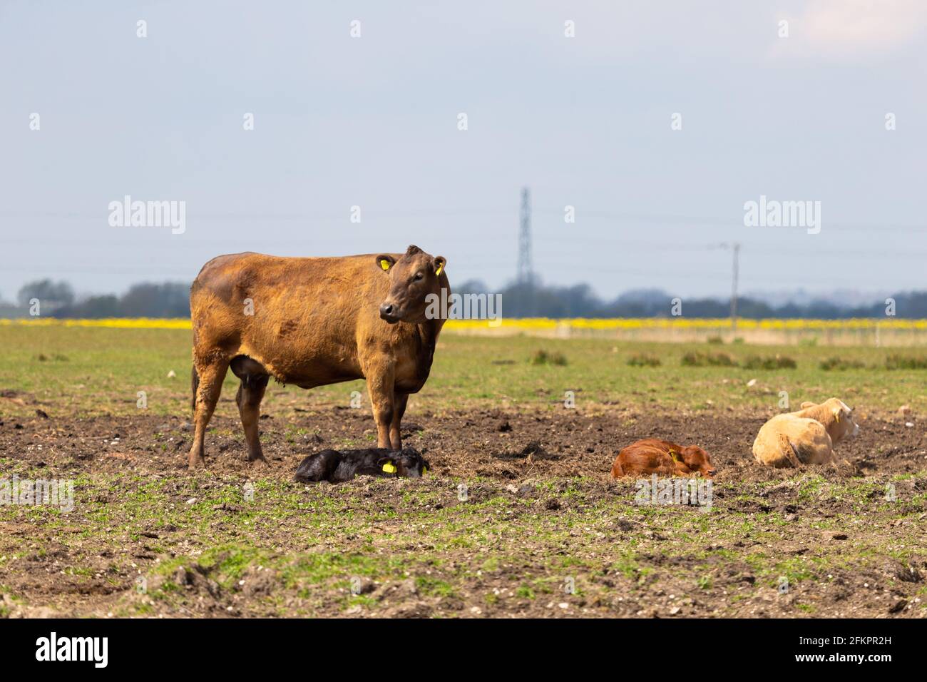 Vaches et calfs dans un champ, lydd, kent, royaume-uni Banque D'Images