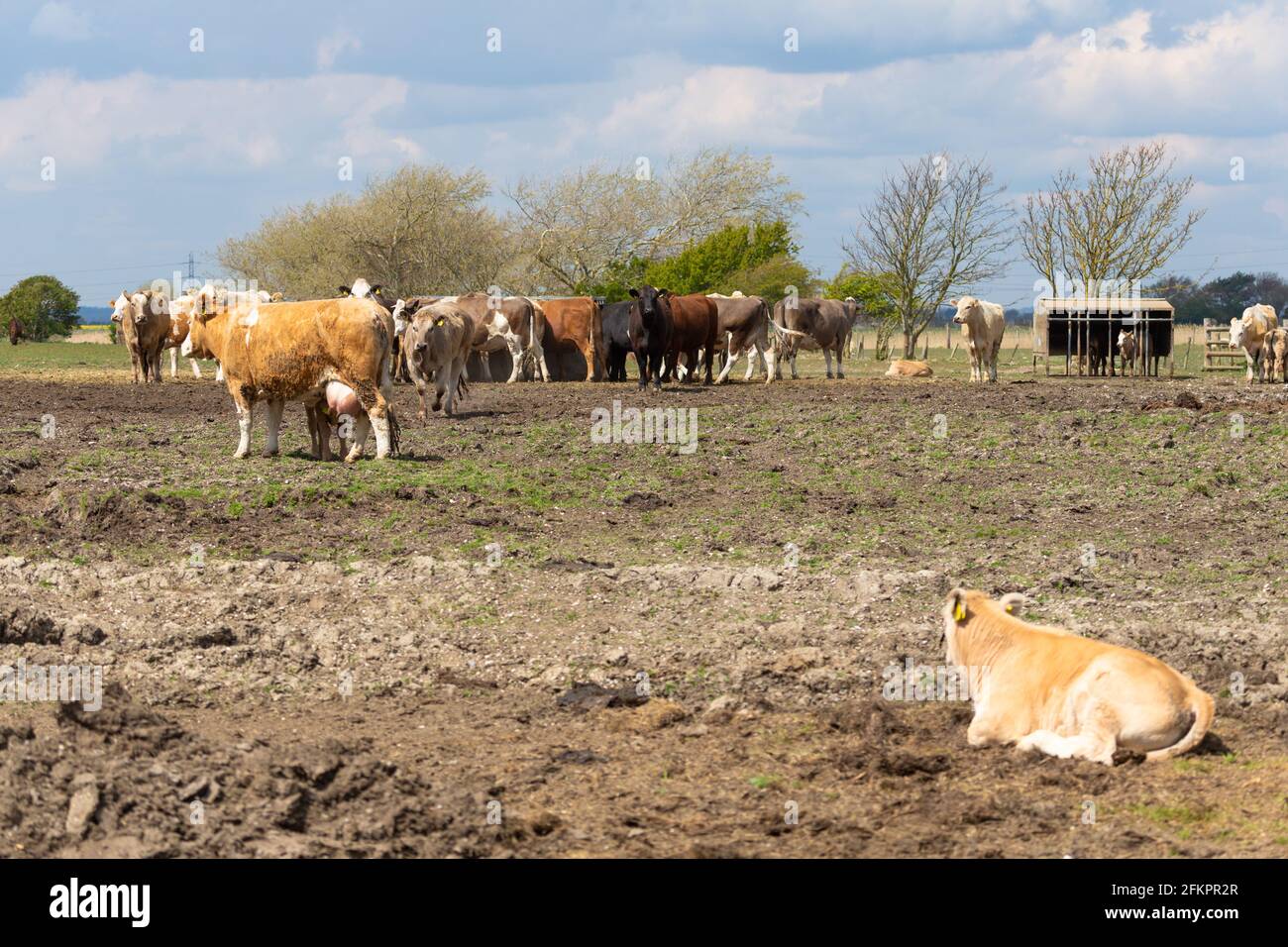 Vaches et calfs dans un champ, lydd, kent, royaume-uni Banque D'Images