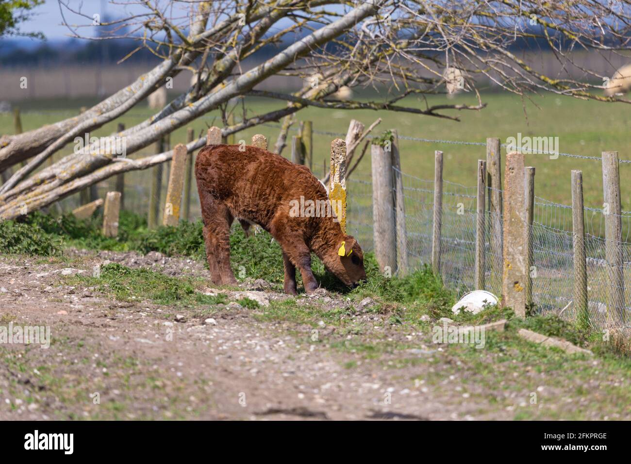 Vaches dans un champ, lydd, kent, royaume-uni Banque D'Images