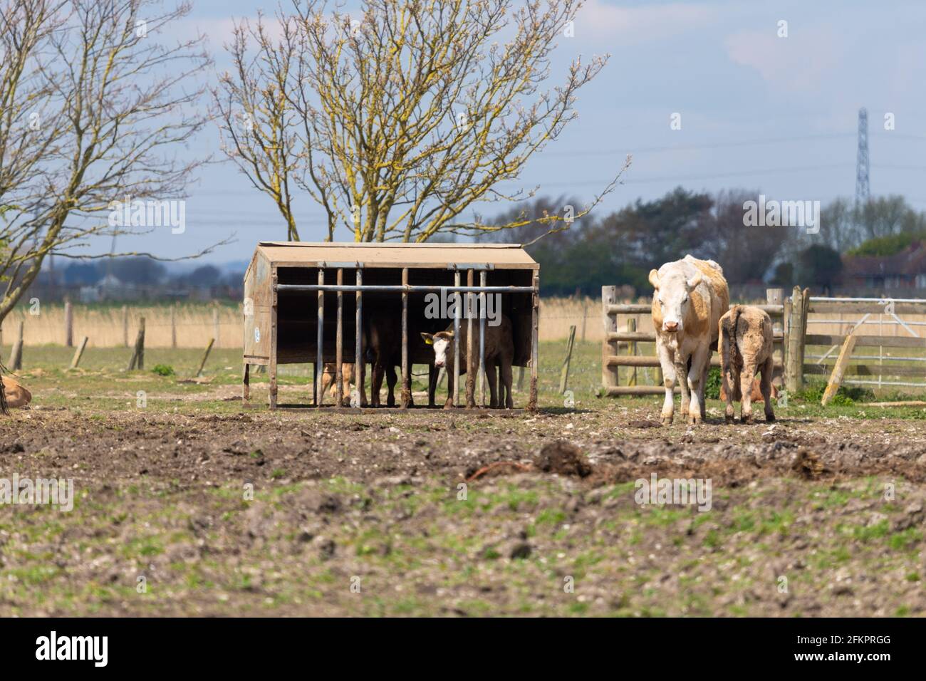 Vaches dans un champ, lydd, kent, royaume-uni Banque D'Images