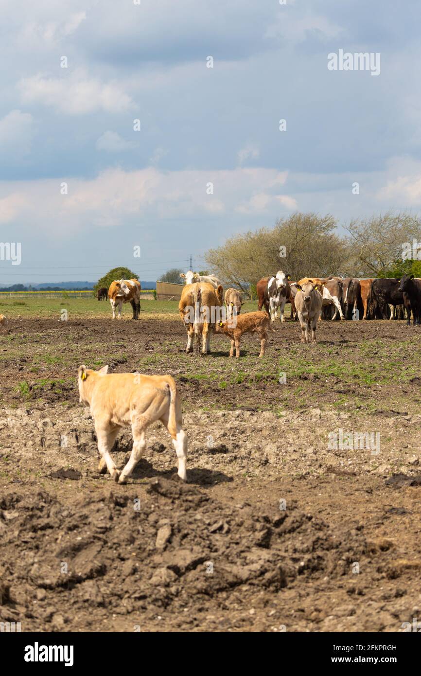 Vaches et calfs dans un champ, lydd, kent, royaume-uni Banque D'Images