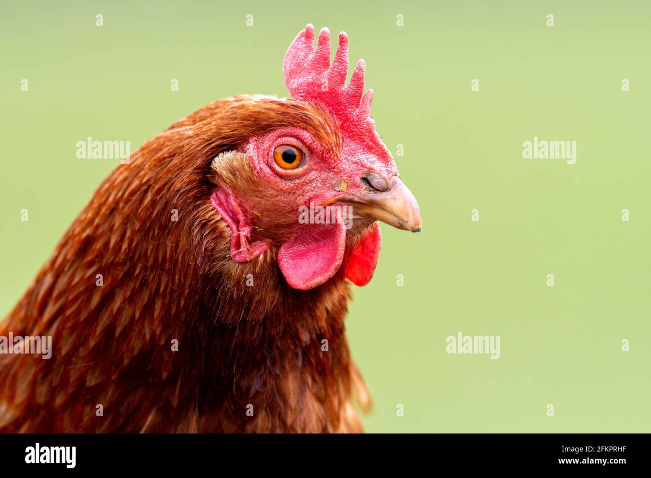 Petite exploitation de poules en liberté dans le Yorkshire Dales, Royaume-Uni. Banque D'Images