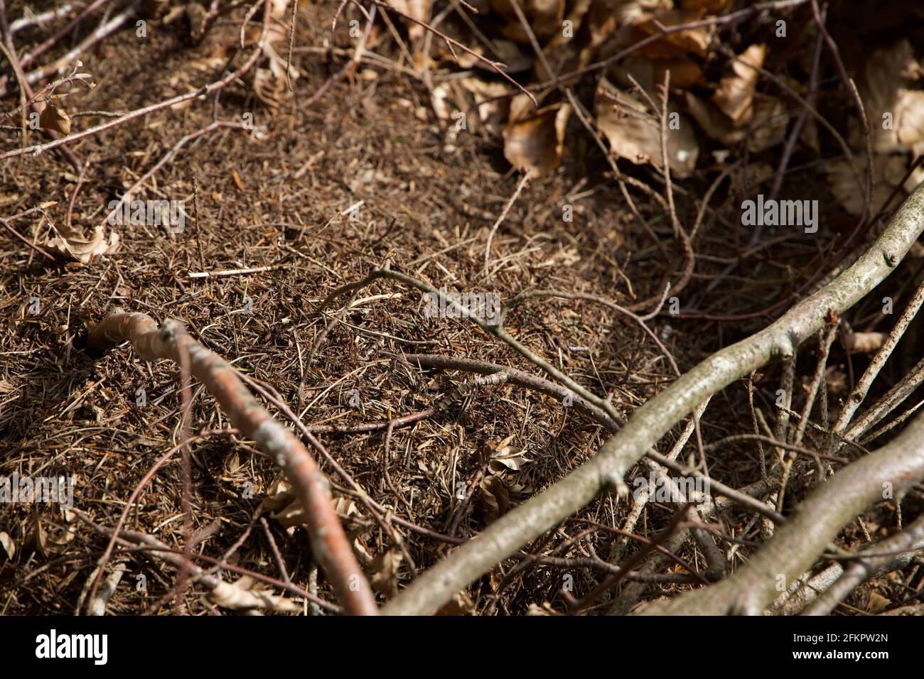 Red Ants Nest dans la forêt Banque D'Images
