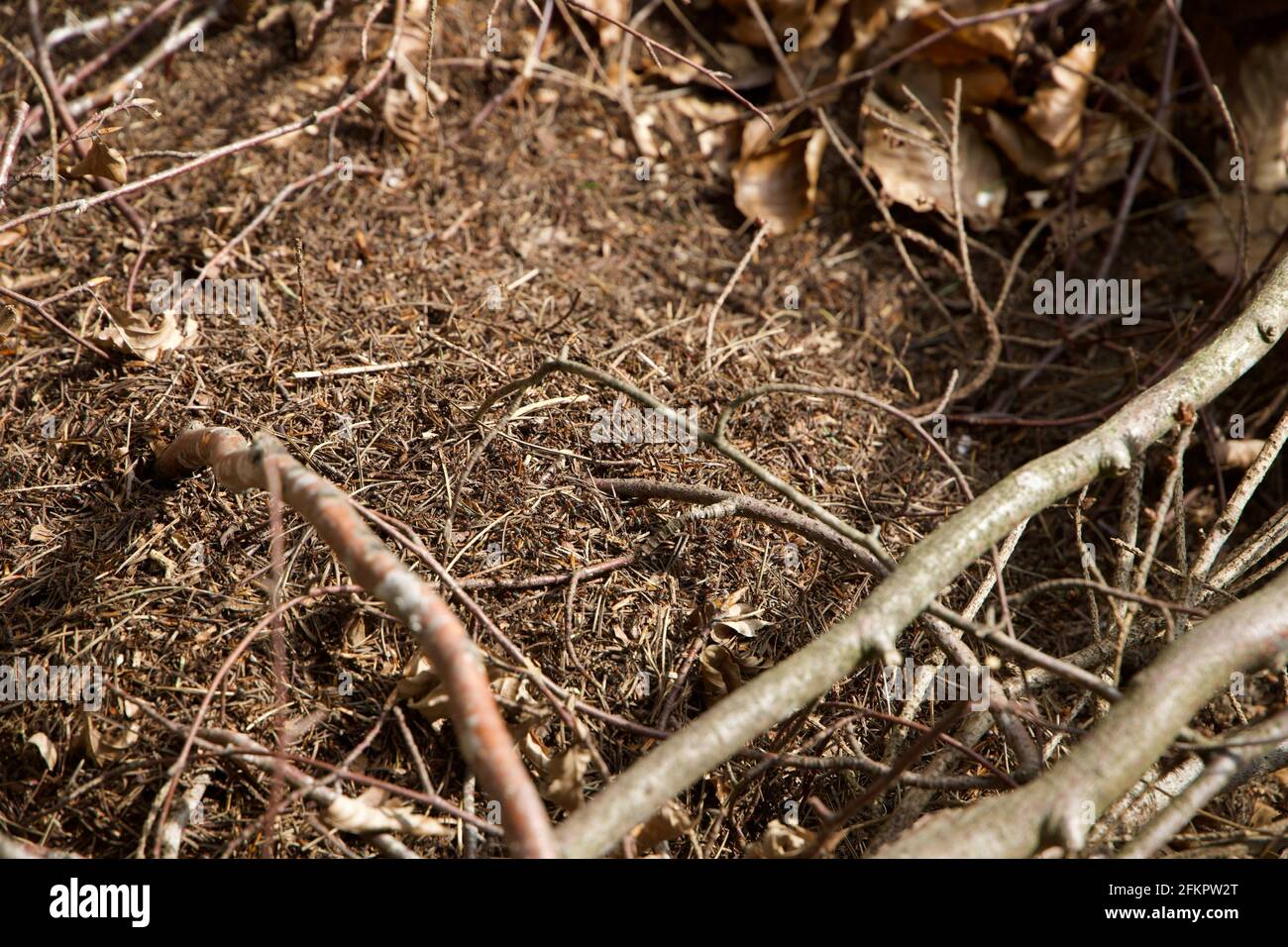 Red Ants Nest dans la forêt Banque D'Images
