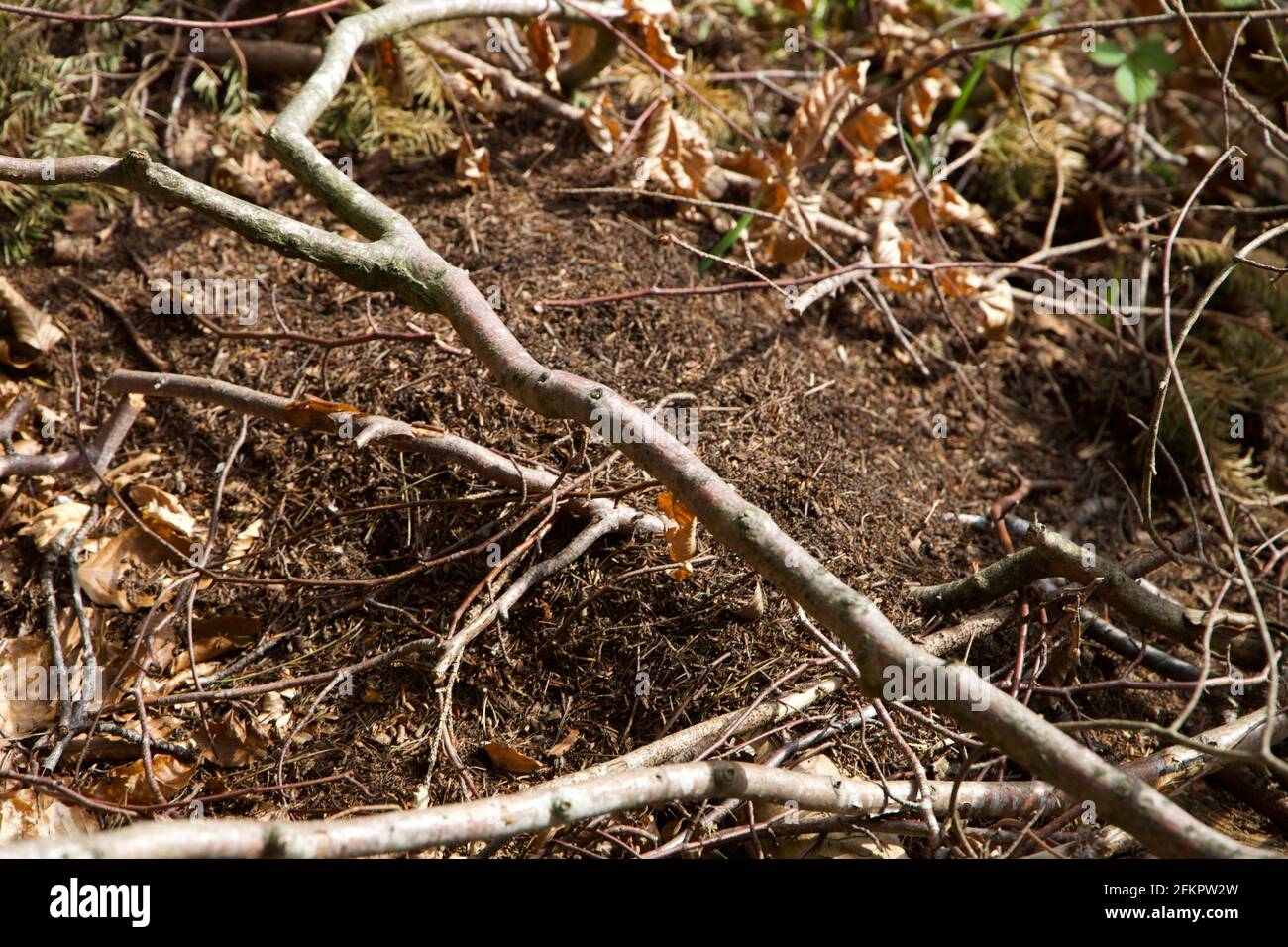 Red Ants Nest dans la forêt Banque D'Images