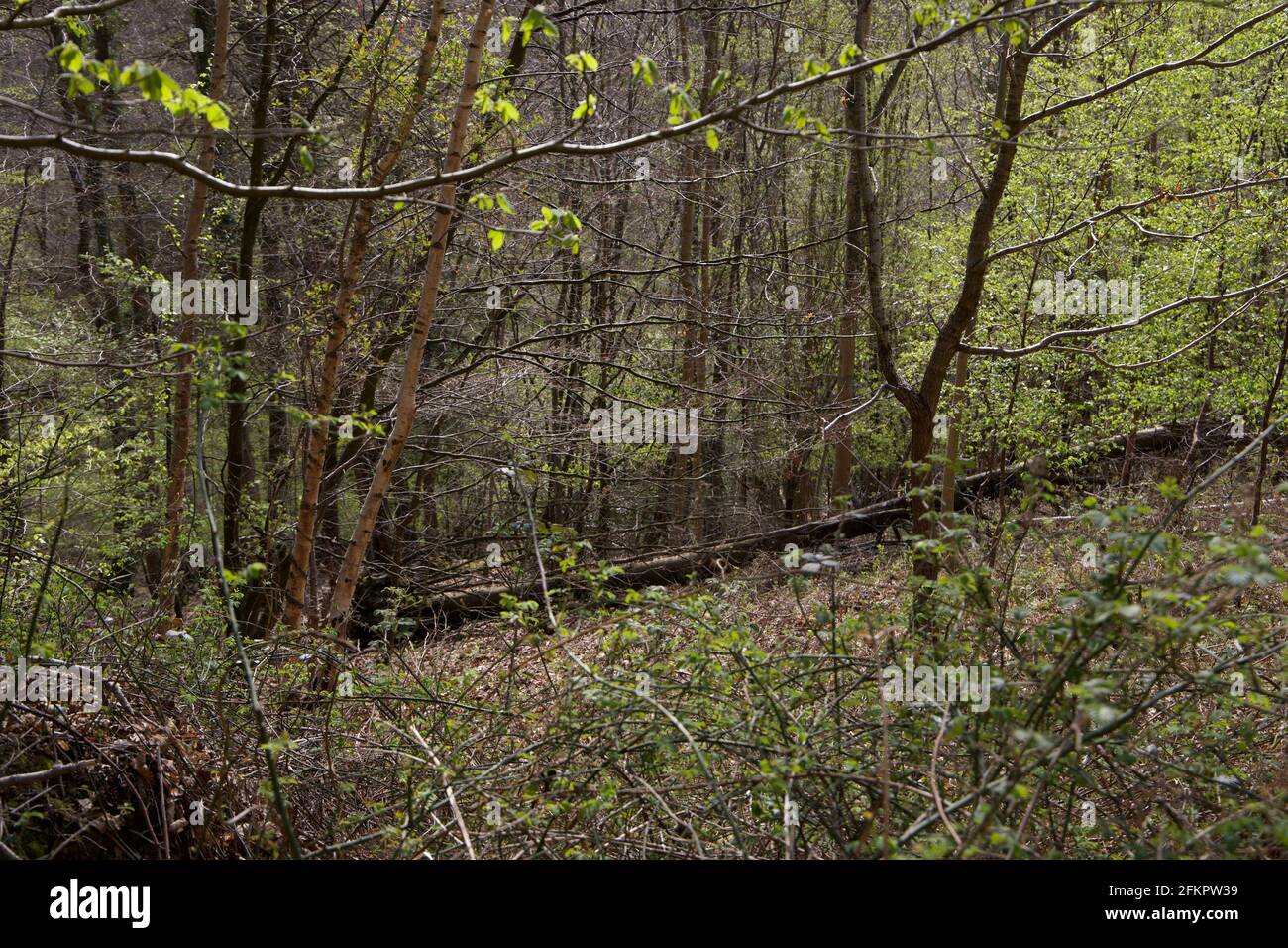 Arbre tombé dans la forêt gallois Banque D'Images
