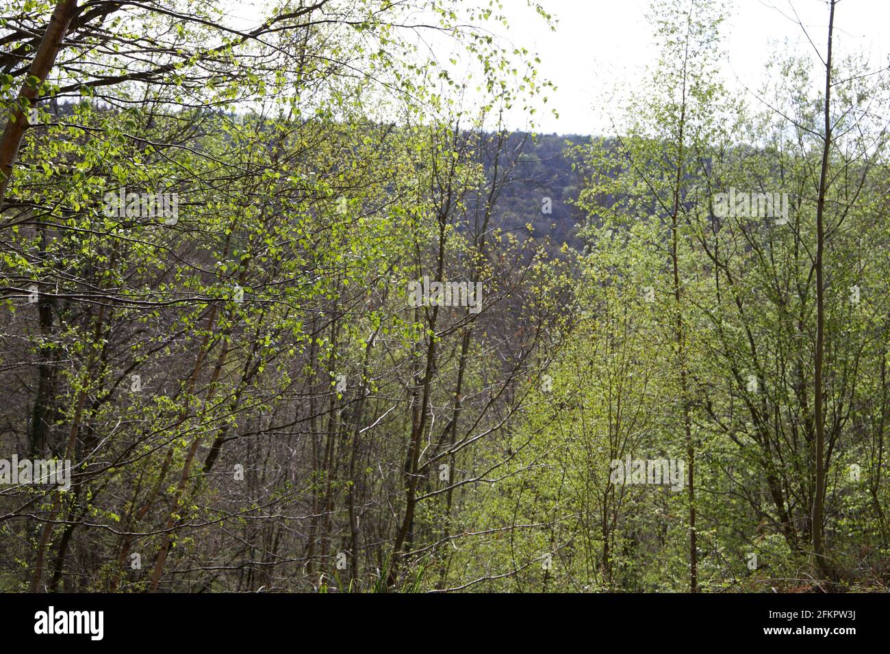 Forêt de Dean Banque D'Images
