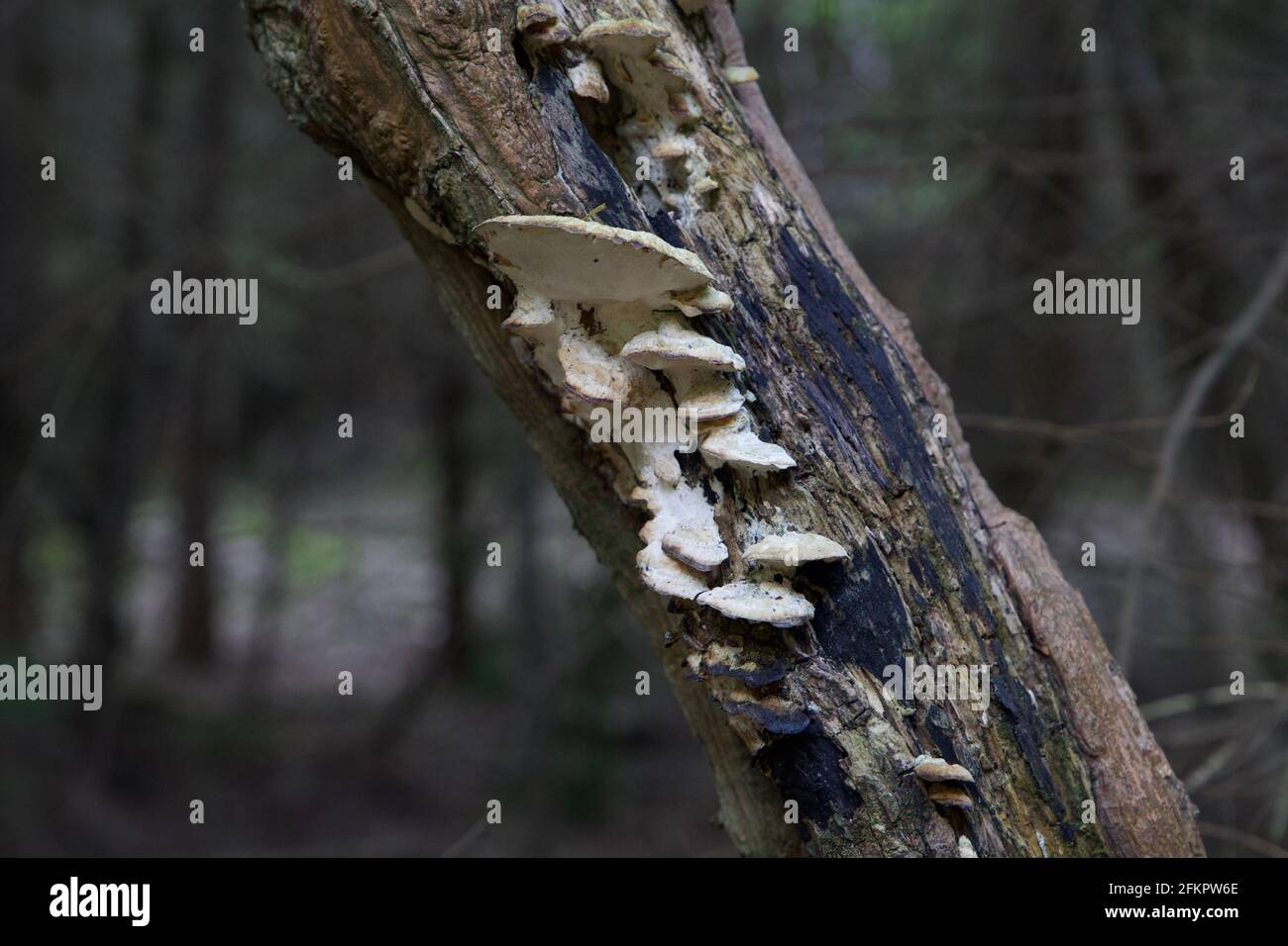 Gros plan de champignons sauvages sur un arbre Banque D'Images