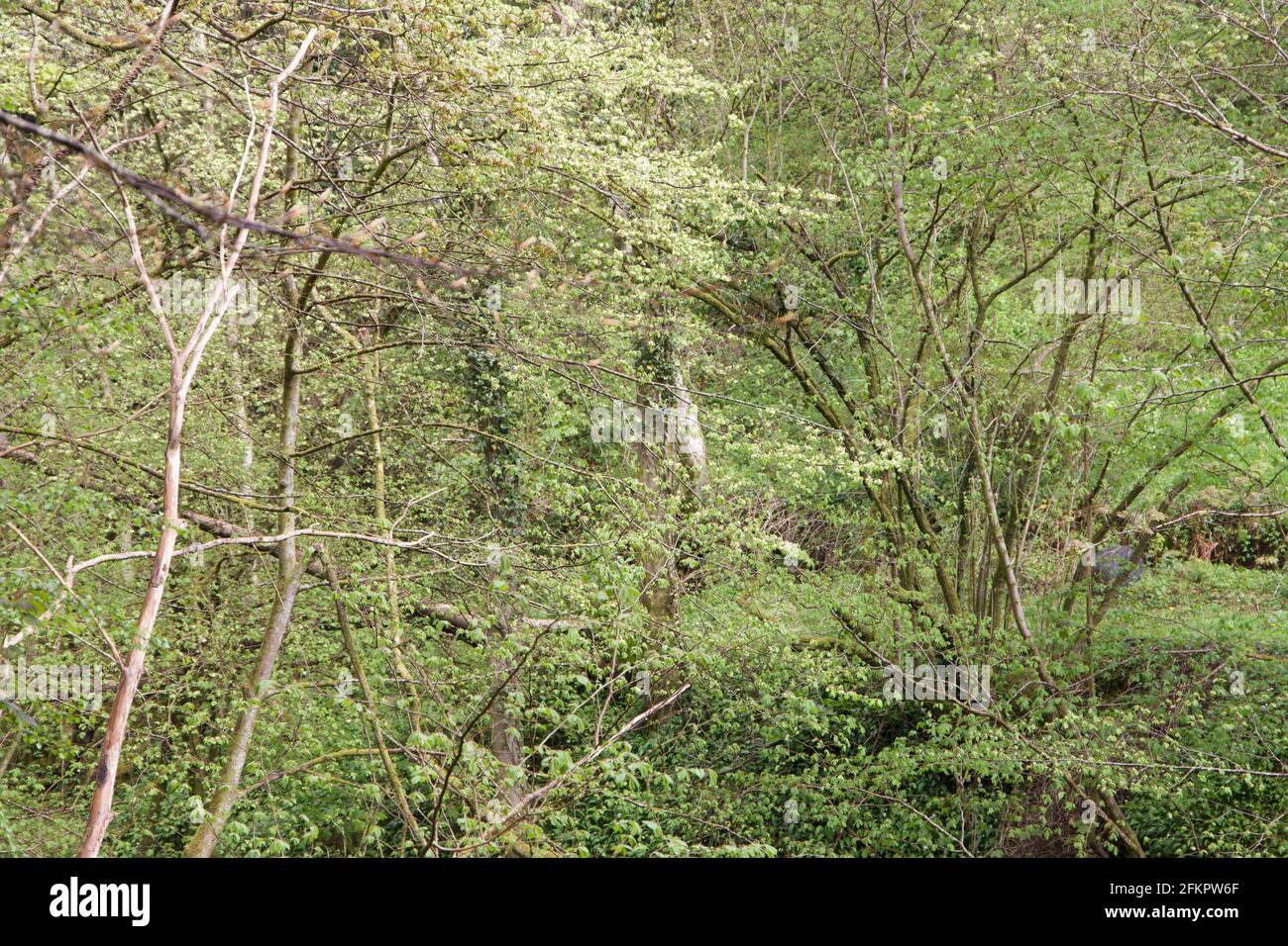 Vert forêt Banque D'Images