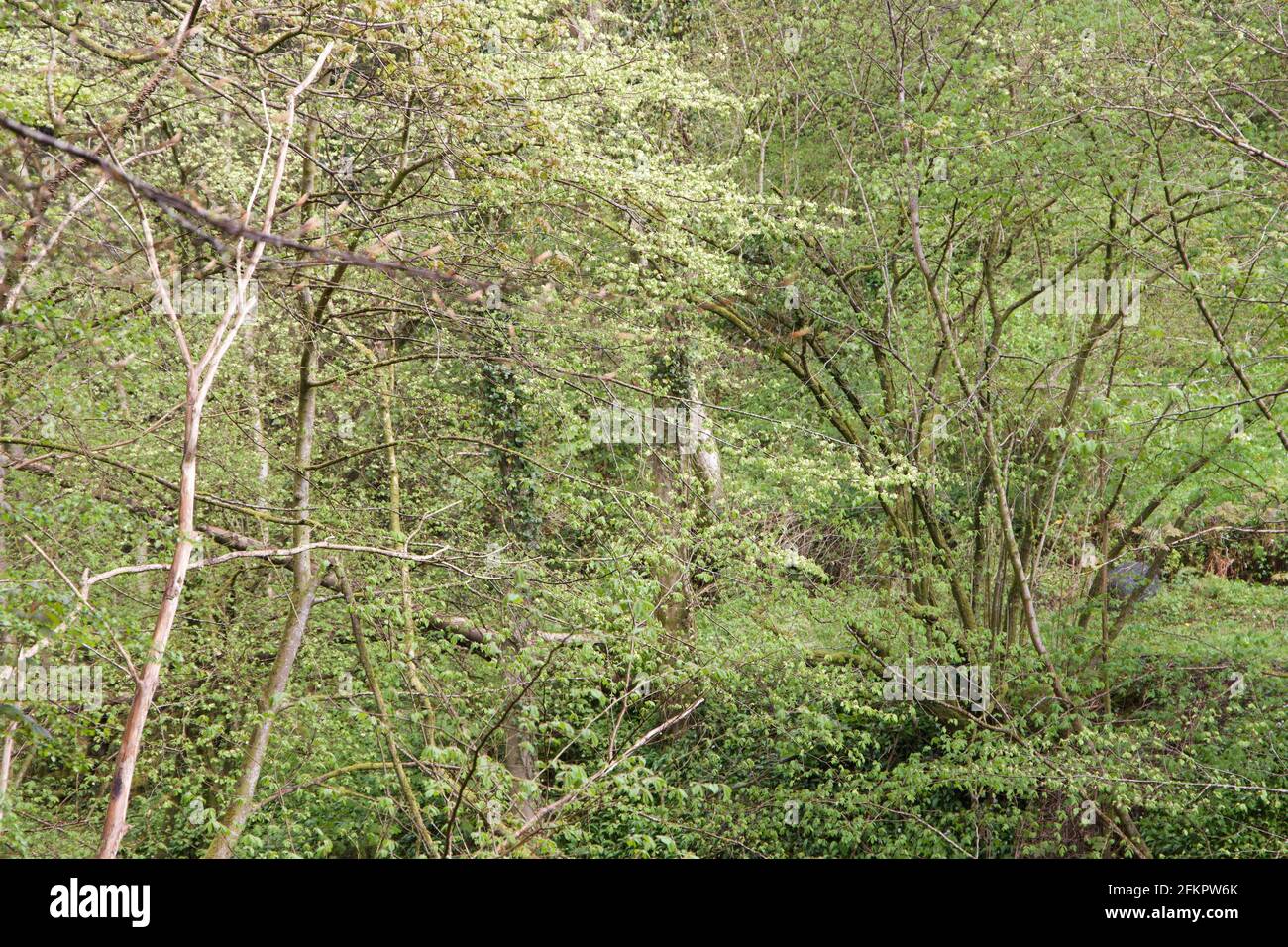 Vert forêt Banque D'Images