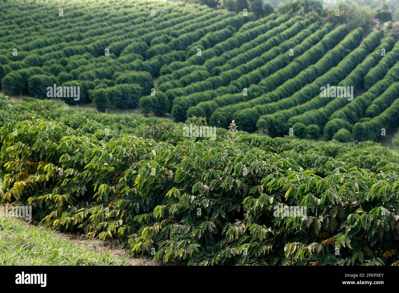 Ferme avec vue sur la plantation de café. L'agrobusiness. Récolte de café avec des grains jaunes, vert et bleu ciel. Banque D'Images
