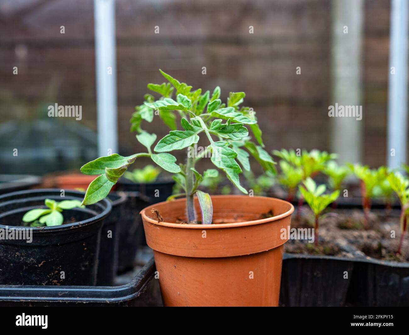 Jeune plante de tomate poussant dans un petit pot dans la serre Banque D'Images