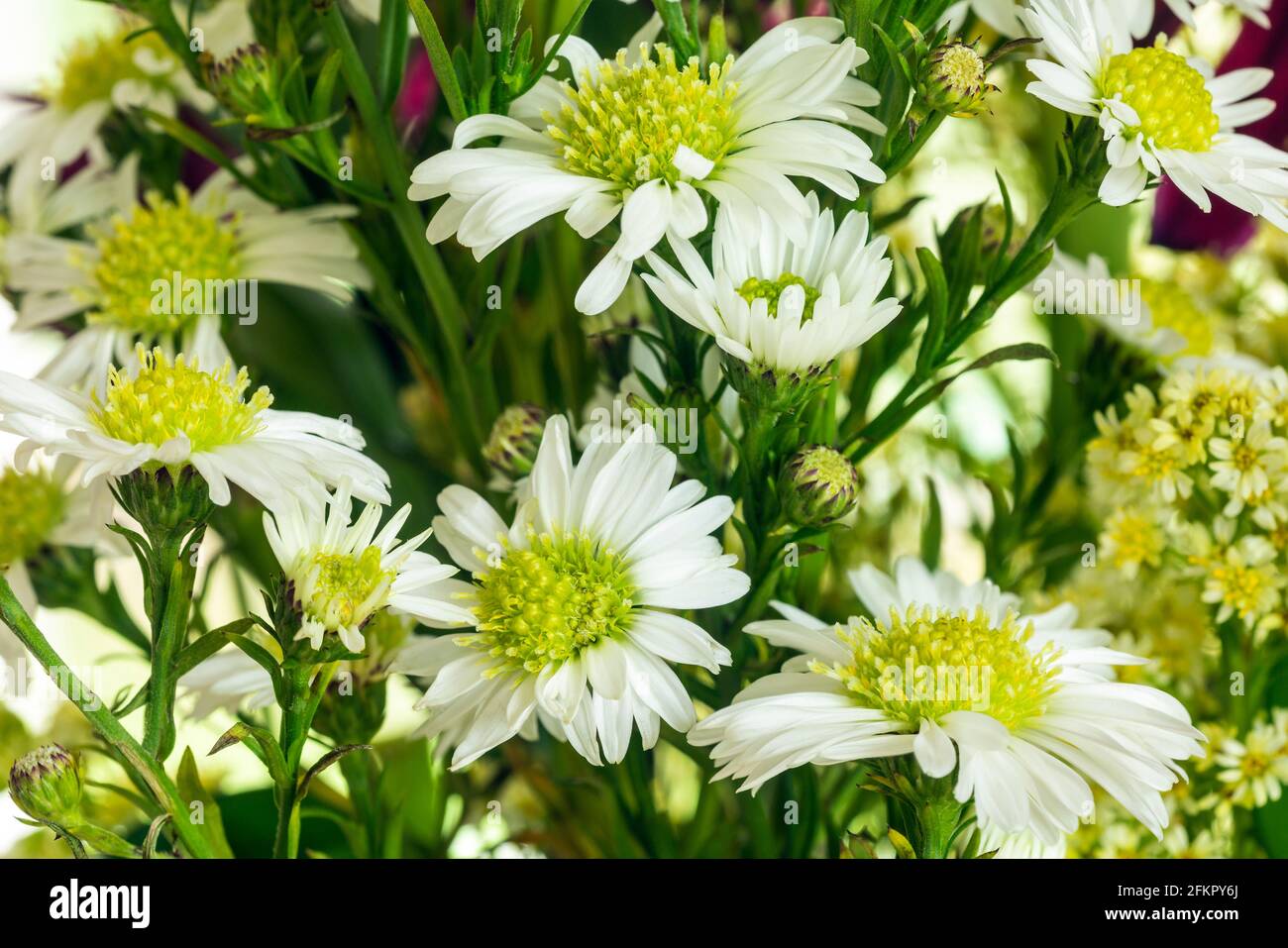 WA19503-00...WASHINGTON - UN broussaillon, comme une Marguerite, avec une fleur au centre jaune que l'on trouve dans un arrangement commercial de fleurs. Banque D'Images