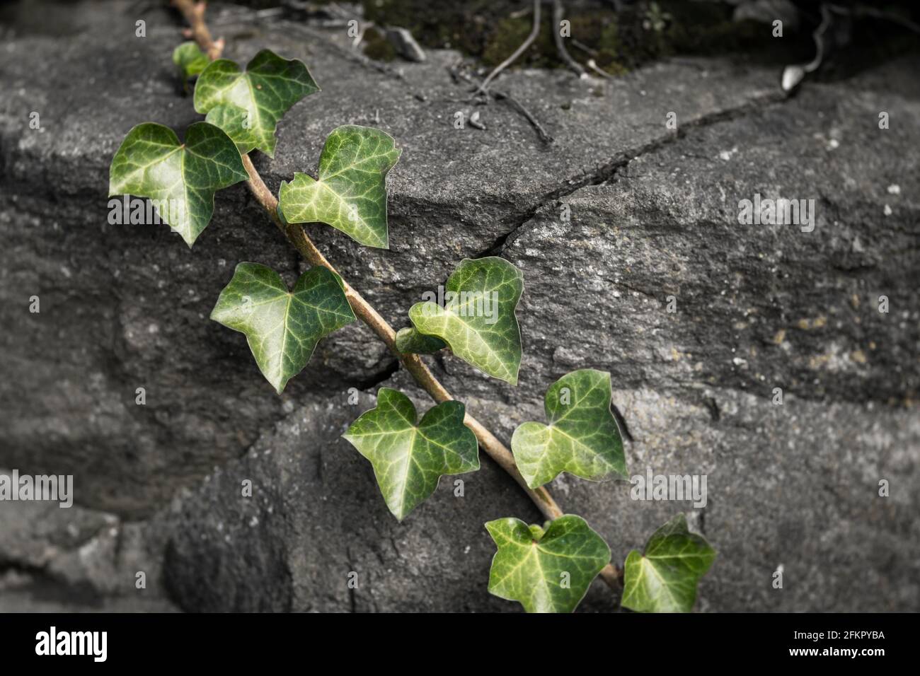 WA19516-00...WASHIGTON - Ivy grandit sur un mur de soutènement de roche. Banque D'Images