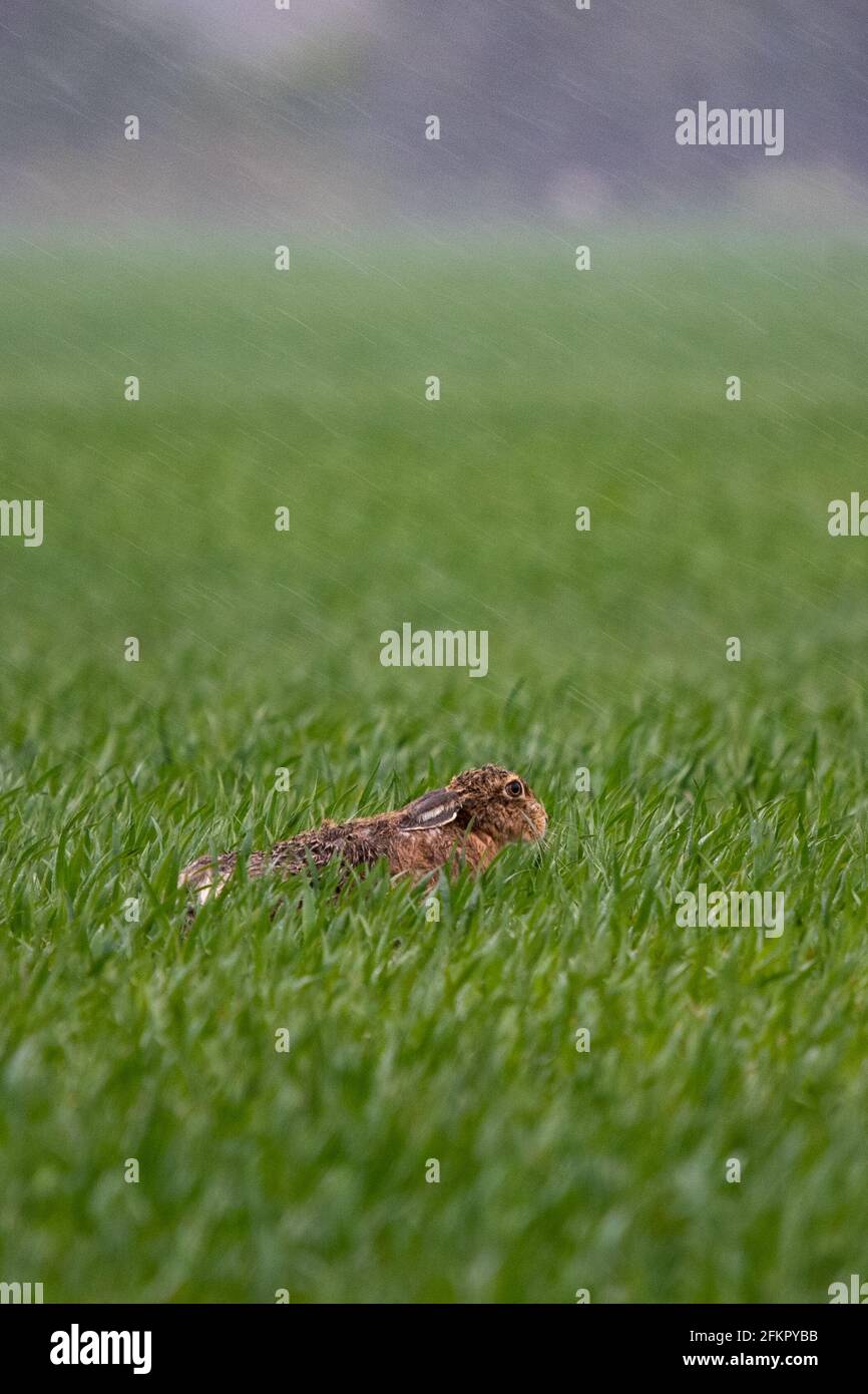 Lièvre brun - Lepus europaeus - sous la pluie dans les terres arables avec espace de copie - Écosse, Royaume-Uni Banque D'Images